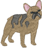 Tan and Dark Grey Frenchie