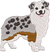 Aussie Shepard