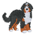 Bernedoodle