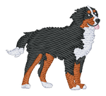 Bernese Mountain Dog