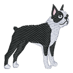 Boston Terrier
