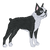 Boston Terrier