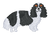 Tricolor Cavalier King Charles Spaniel