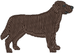 Chocolate Labrador Retriever