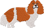 Cavalier King Charles Spaniel