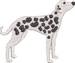 Dalmatian 