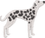 Dalmatian 