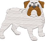 English Bulldog
