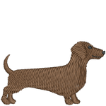 Brown Dachshund