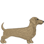 Tan Dachshund