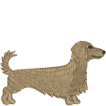 Tan Long Haired Dachshund