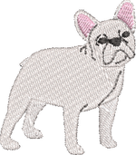 White Frenchie