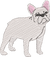 White Frenchie