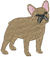 Tan Frenchie