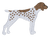 German Shorthaired Pointer