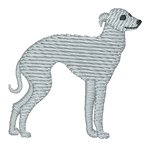 Italian Greyhound