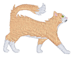 Orange and White Long Hair Cat