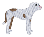 Spotted Pit Bull