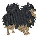 Tricolor Pomeranian