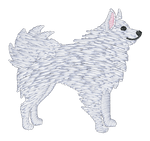 Samoyed
