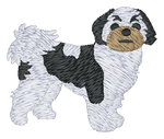 Shih Tzu 