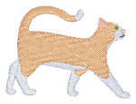 Orange and White Short Hair Cat