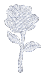 White Rose